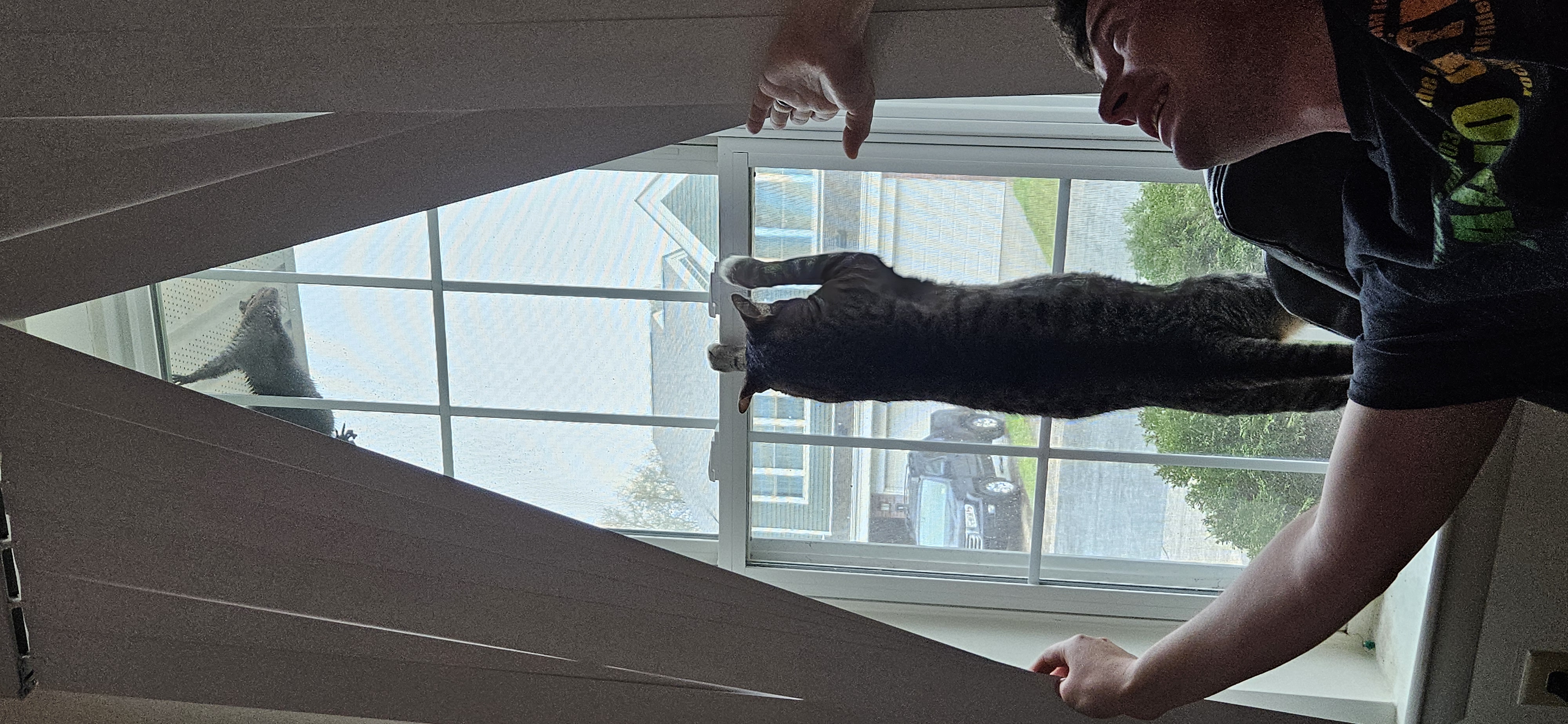 Suvee (my cat) attempts to attack a squirrel by jumping at our living room window